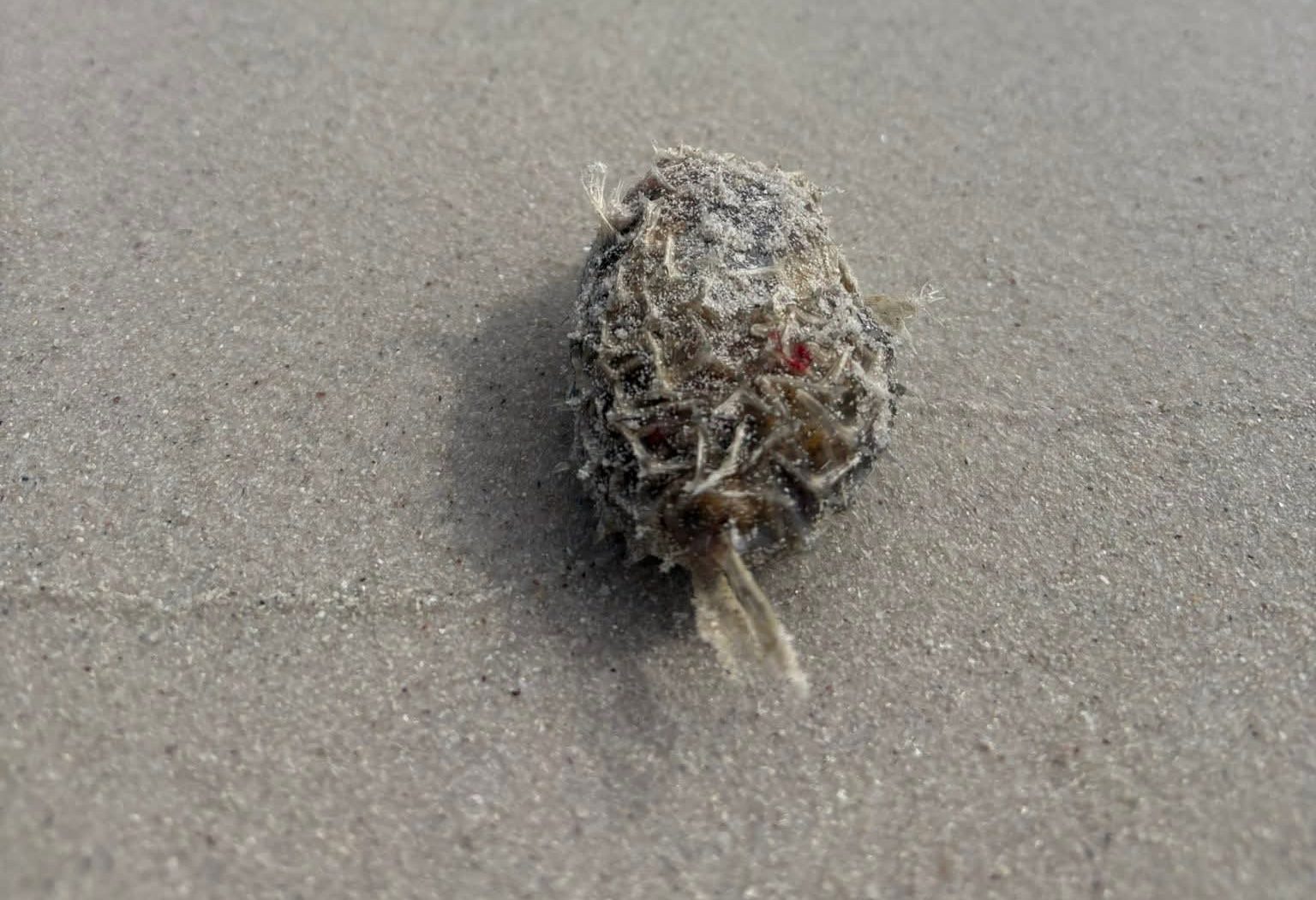 Beware of puffer fish on some beaches