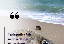 Beware of puffer fish on some beaches Beware of puffer fish on some beaches