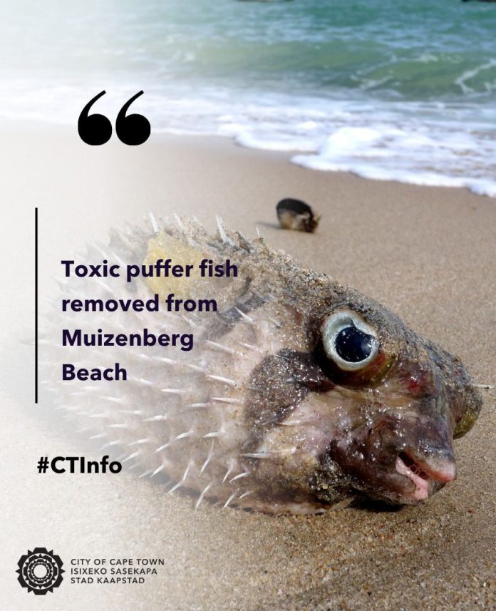 Beware of puffer fish on some beaches