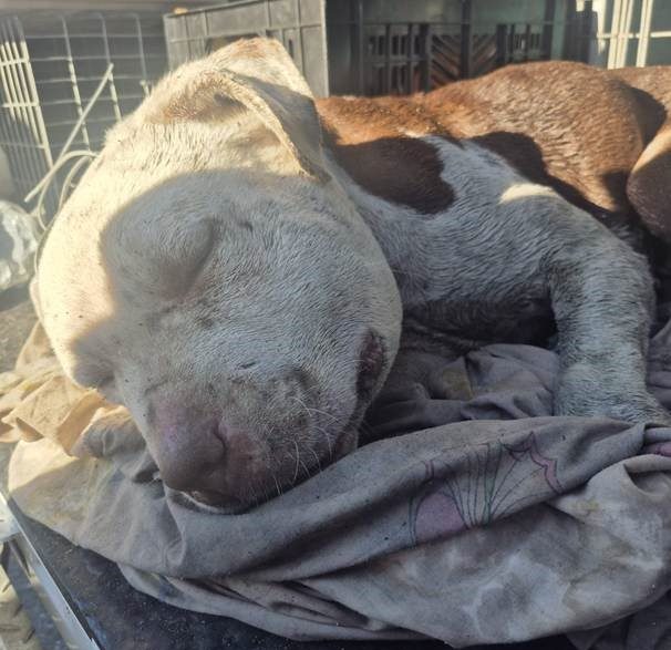 SPCA seeks witnesses after a deliberate, sustained act of cruelty