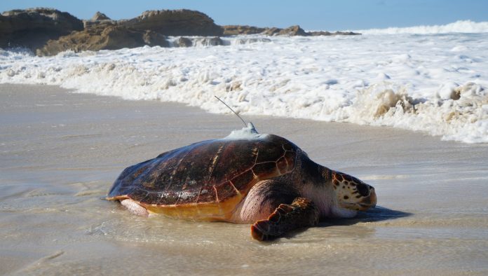 Rescued Turtle Kai Returns Home after Six Years of Rehabilitation