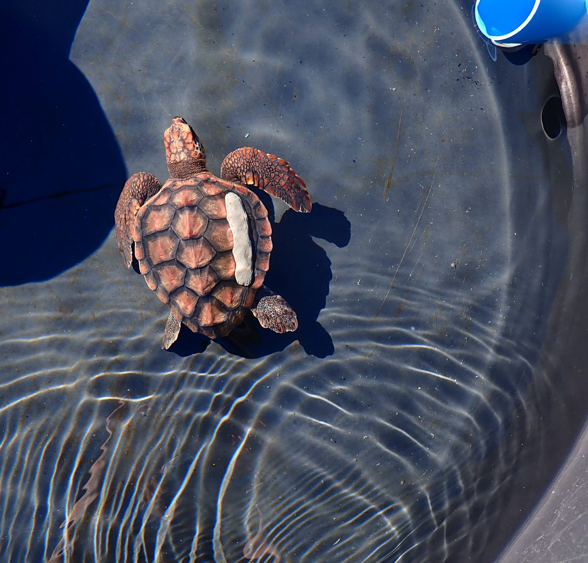 Rescued Turtle Kai Returns Home after Six Years of Rehabilitation