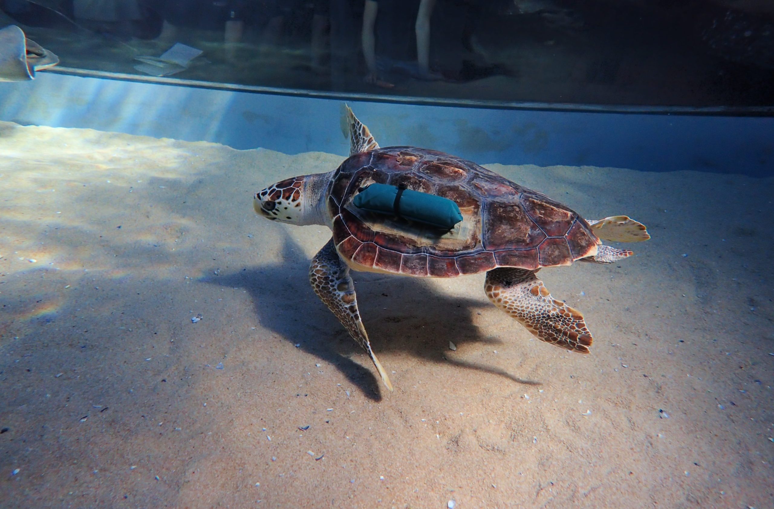 Rescued Turtle Kai Returns Home after Six Years of Rehabilitation