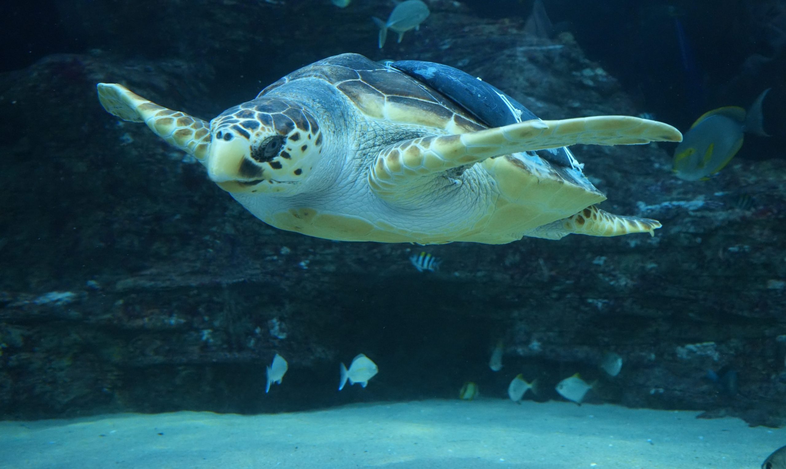 Rescued Turtle Kai Returns Home after Six Years of Rehabilitation