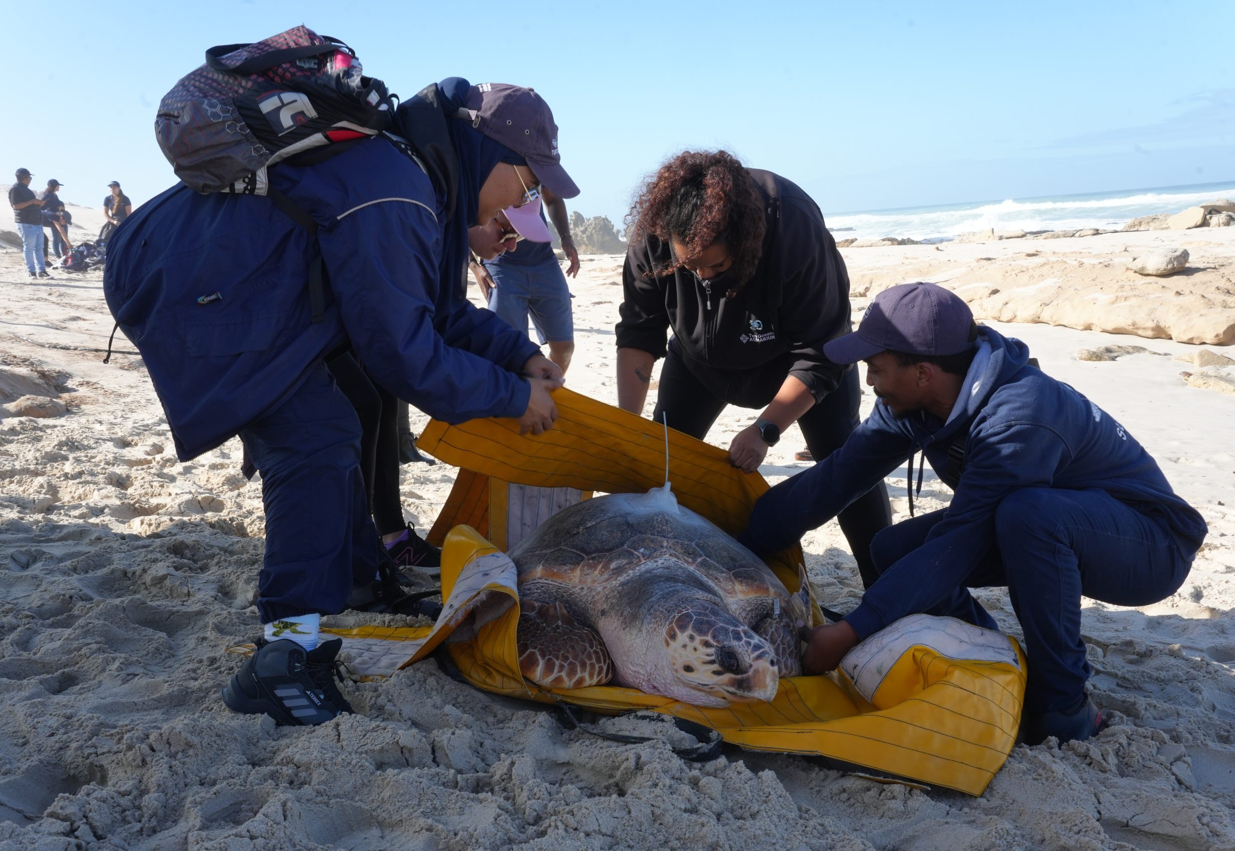 Rescued Turtle Kai Returns Home after Six Years of Rehabilitation