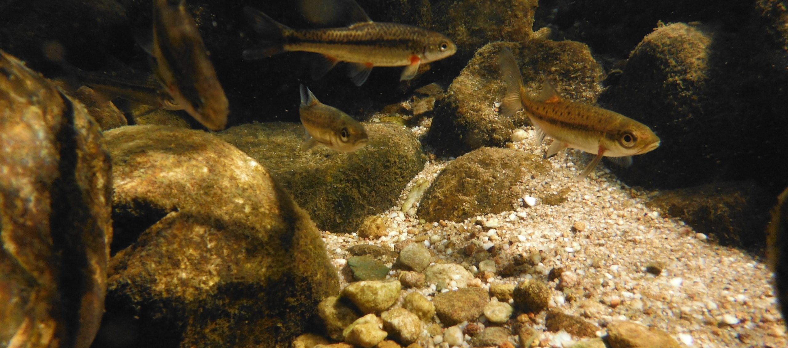 Newly discovered species named after South African ecologist