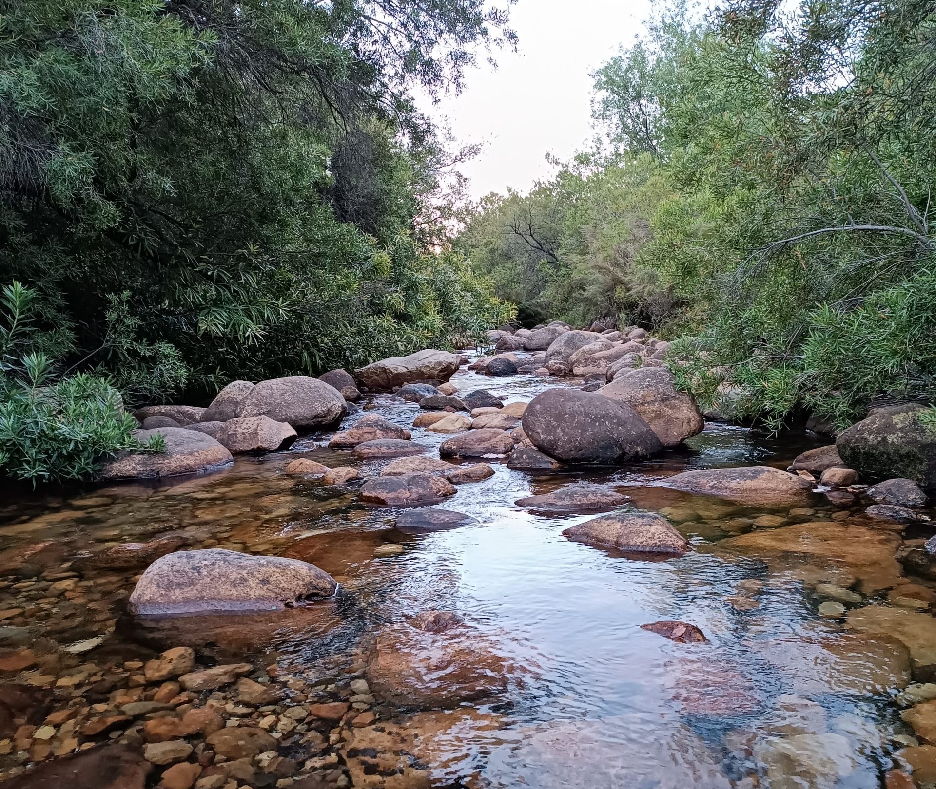 Newly discovered species named after South African ecologist