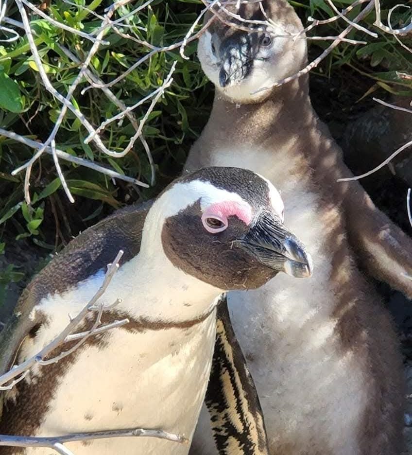 African Penguins' robust colony in the Cape