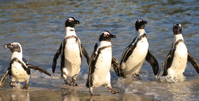 African Penguins' robust colony in the Cape