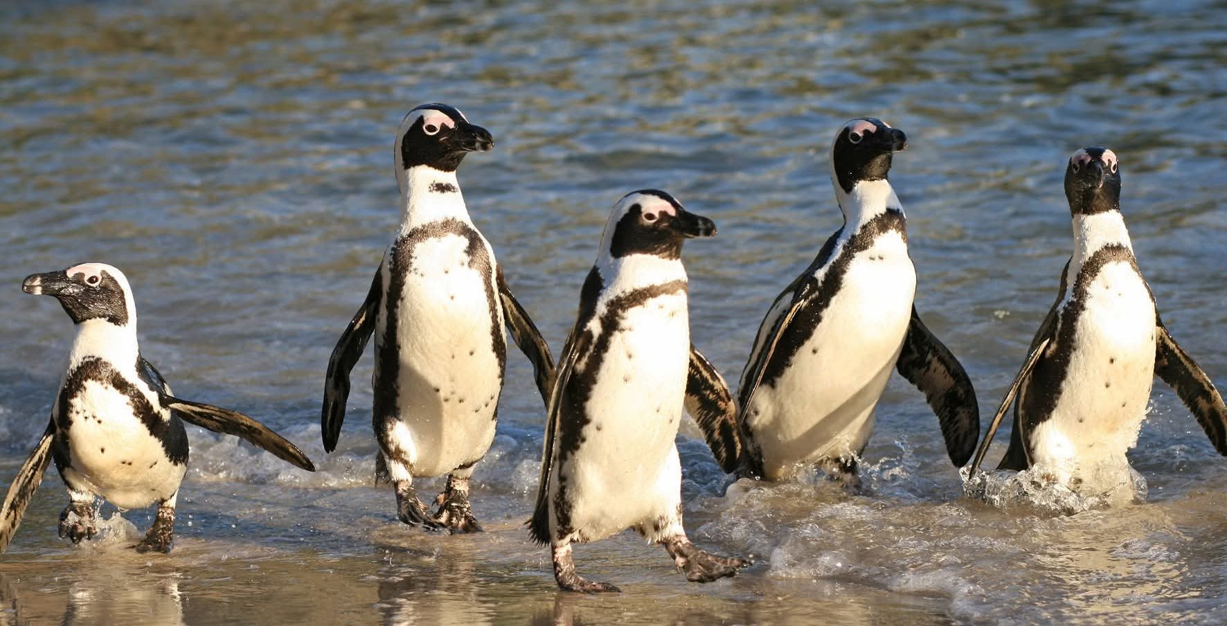 African Penguins' robust colony in the Cape