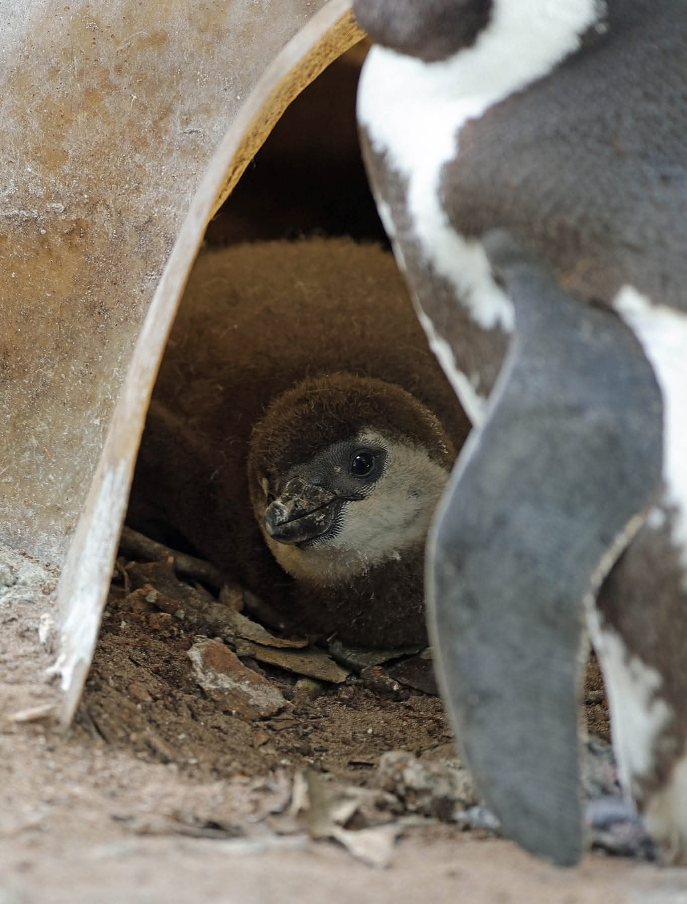 African Penguins' robust colony in the Cape