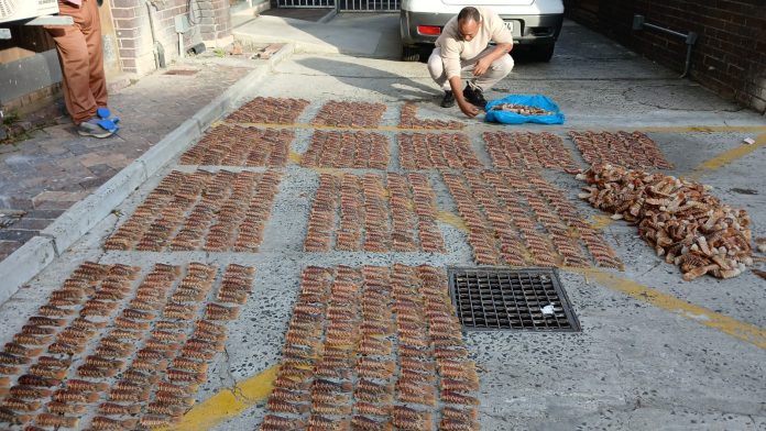 cvnVWDkQ West coast lobster seized and arrest made