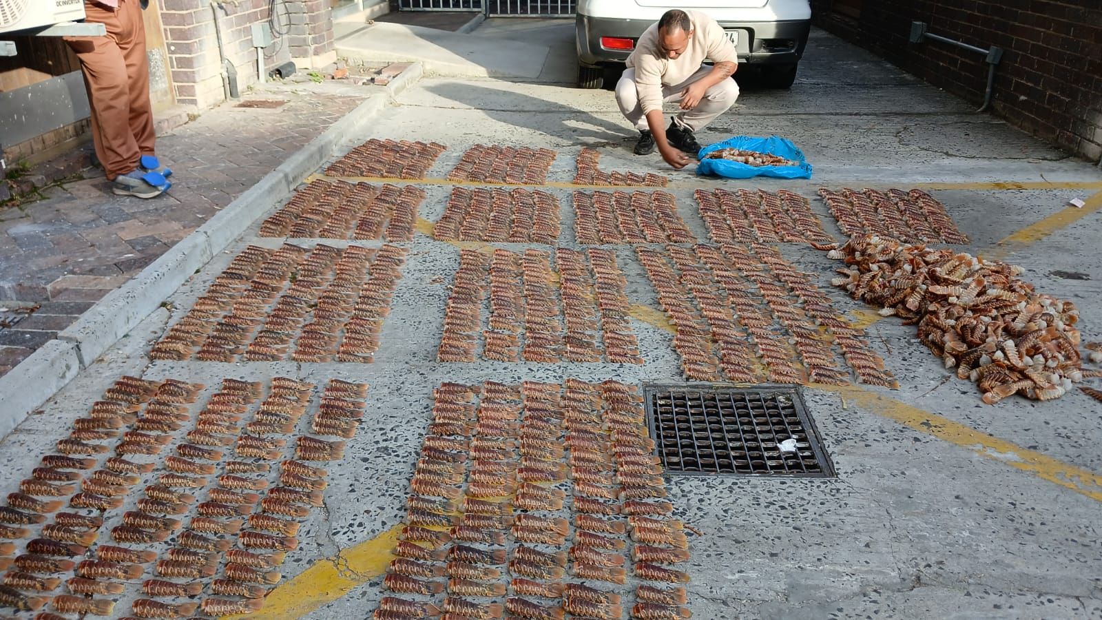 West coast lobster seized and arrest made