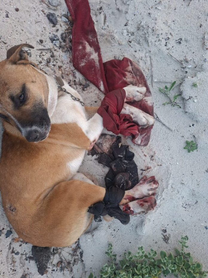 WhatsApp-Image-2026-07-03-at-11.03.06-768x1024 sunrise beach animal cruelty