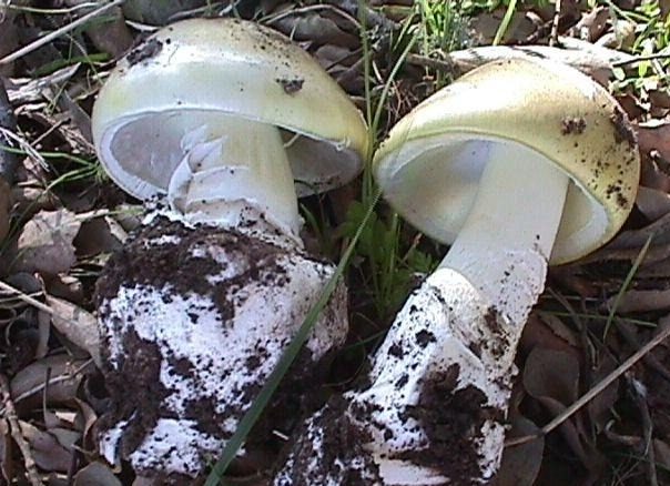 WhatsApp Image 2026-07-07 at 11.25.35 (1) Beware, wild mushrooms can be deadly