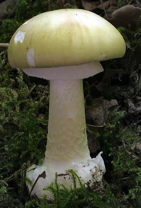 Beware, wild mushrooms can be deadly
