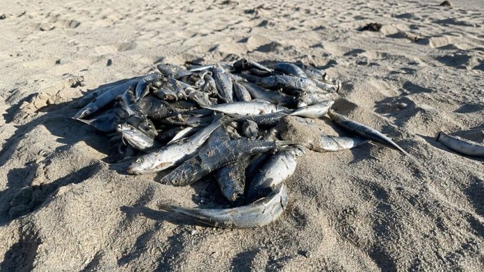 sardine