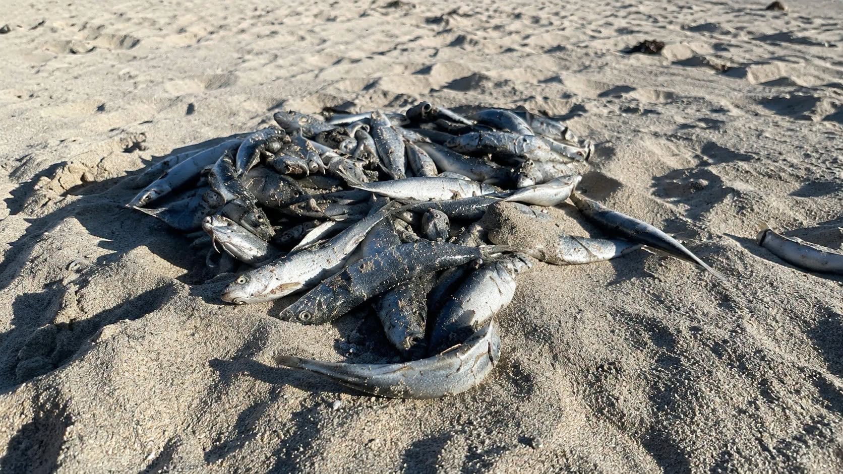 sardine