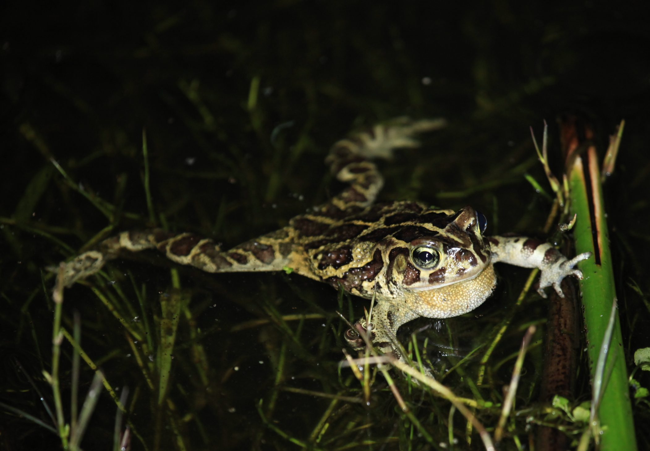 Look out for migrating Western leopard toads