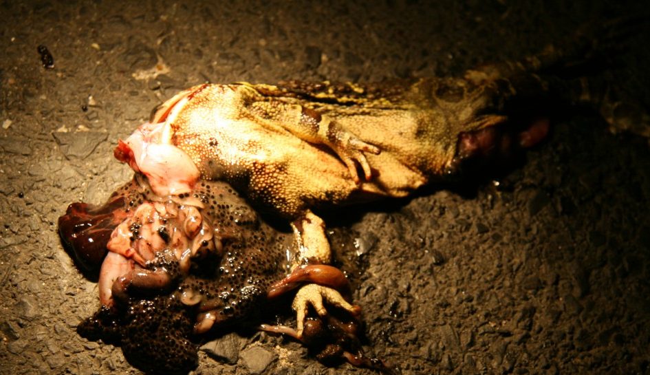 Look out for migrating Western leopard toads