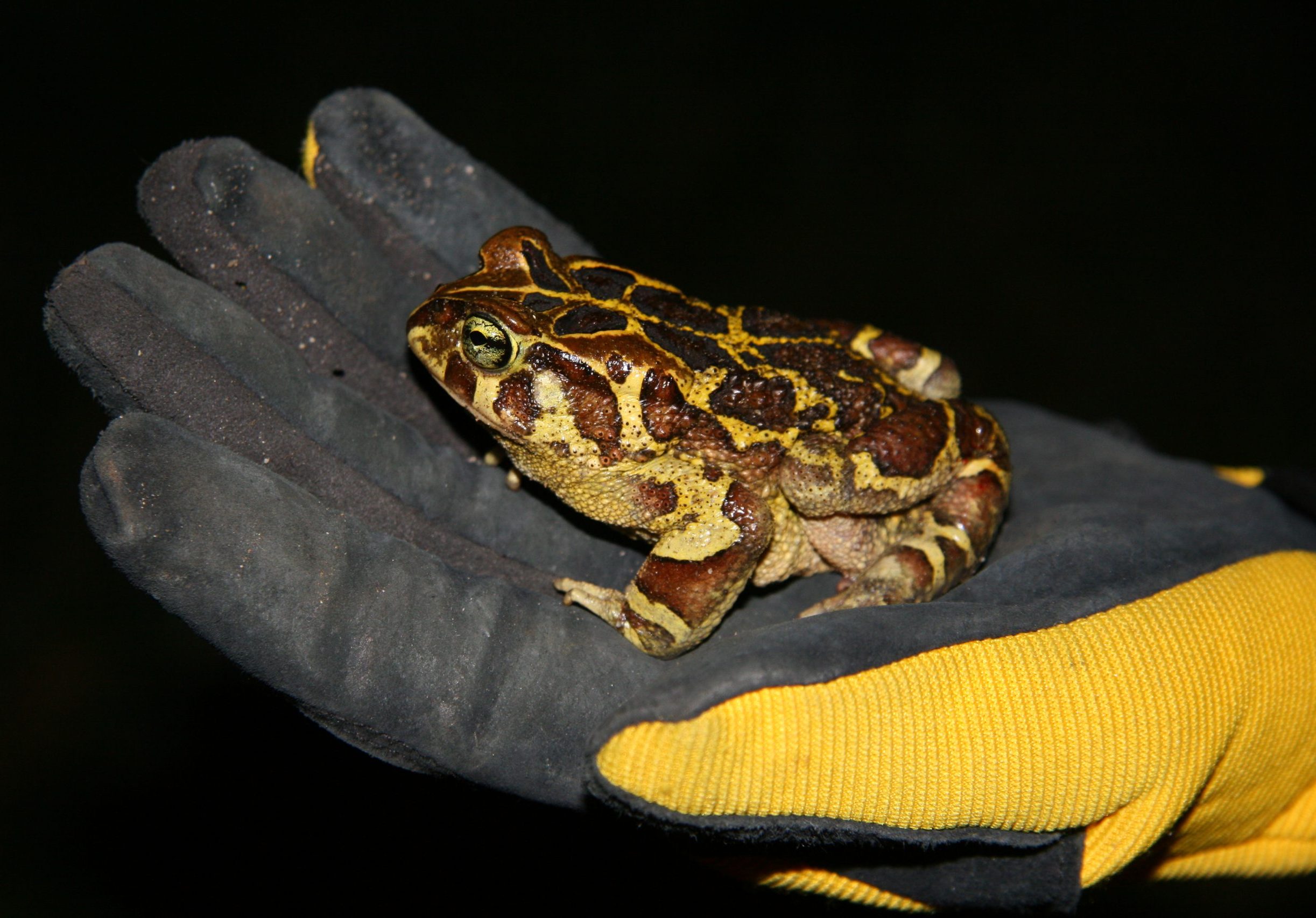 Look out for migrating Western leopard toads