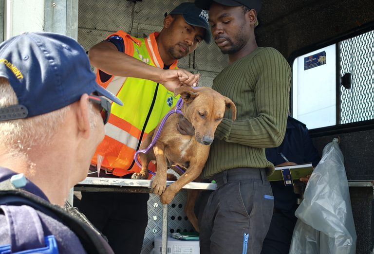 spca - animal care