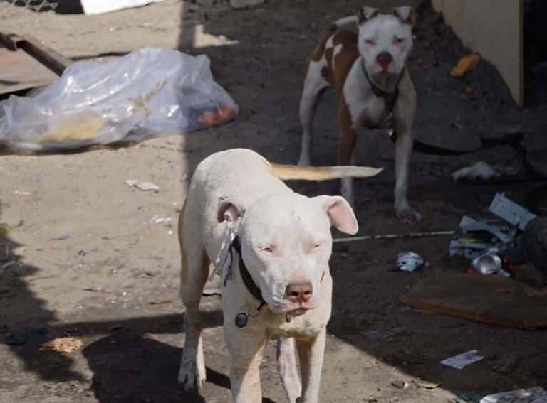 spca - animal care