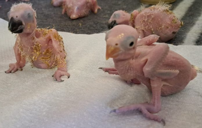 Parrot chicks thai national - parrot eggs