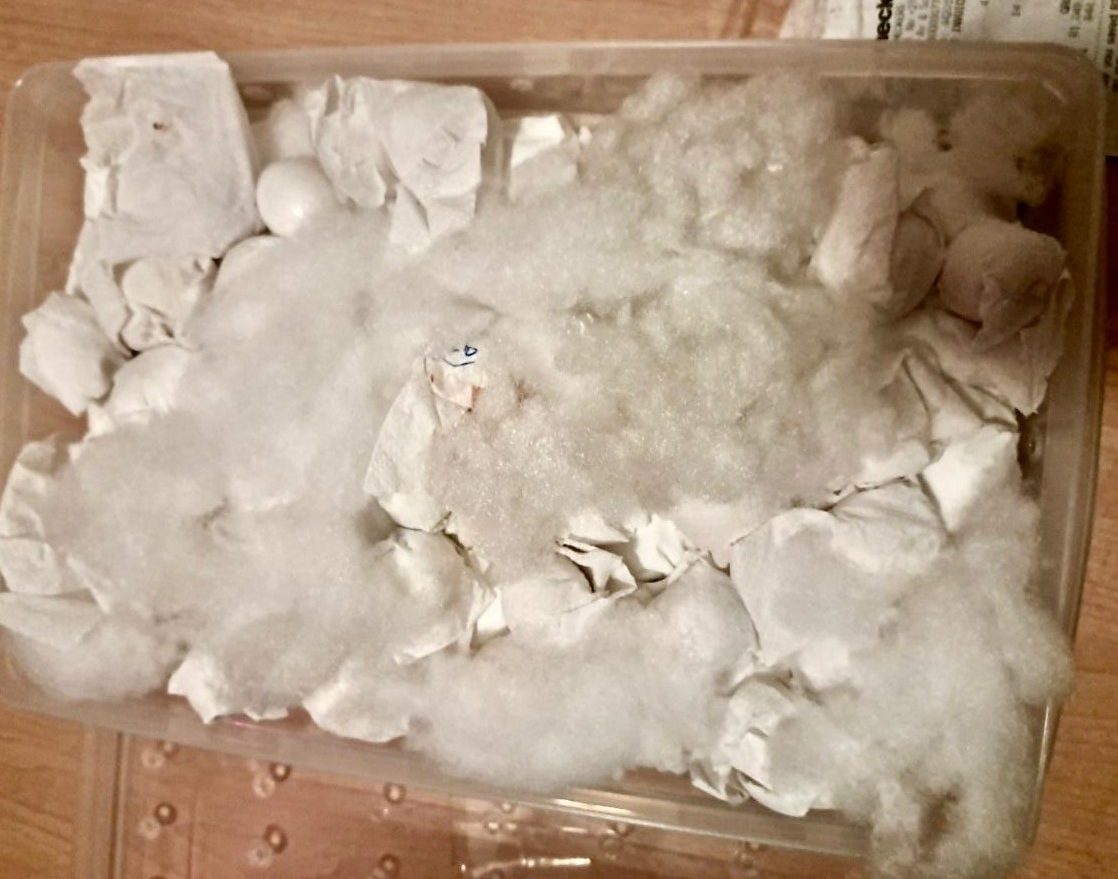 thai national - parrot eggs