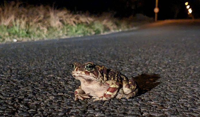 Sonia Stock (5) Look out for migrating Western leopard toads