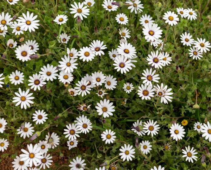 There'll be no mowing in some parks this Spring