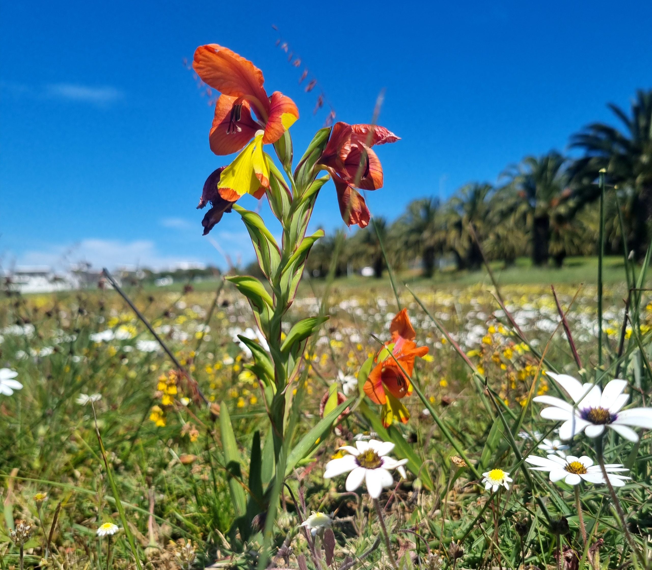 There'll be no mowing in some parks this Spring