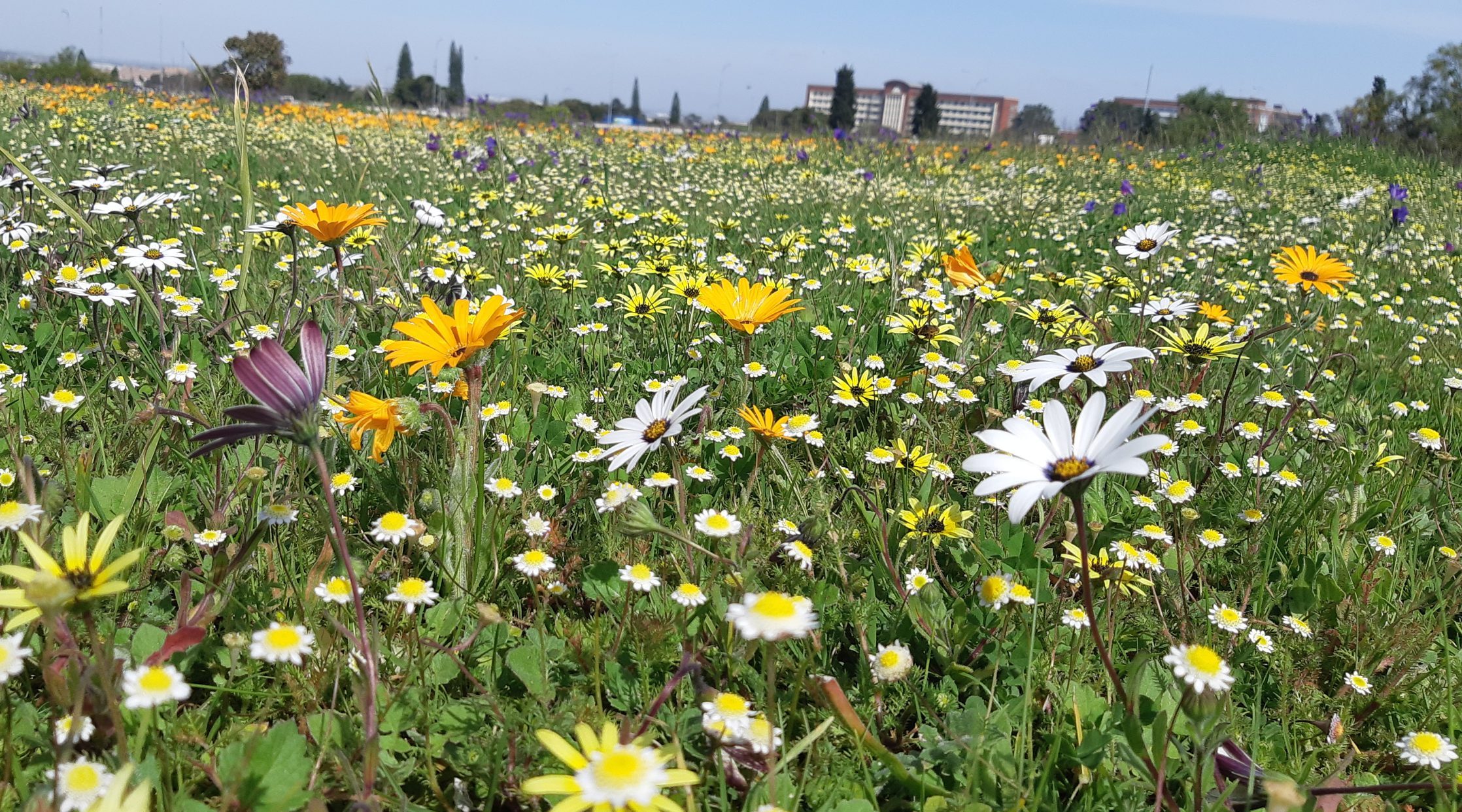 There'll be no mowing in some parks this Spring