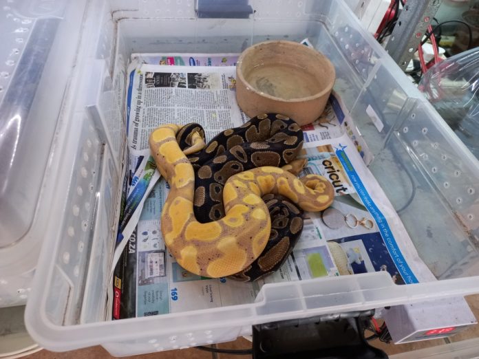 Two Ball Pythons found during the execution of the search warrant reptiles; capenature
