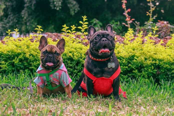 pexels-conejodepapel-16332812 international dog day