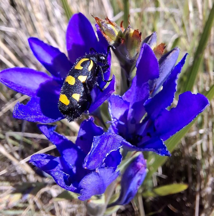 Free access to City nature reserves over Heritage weekend