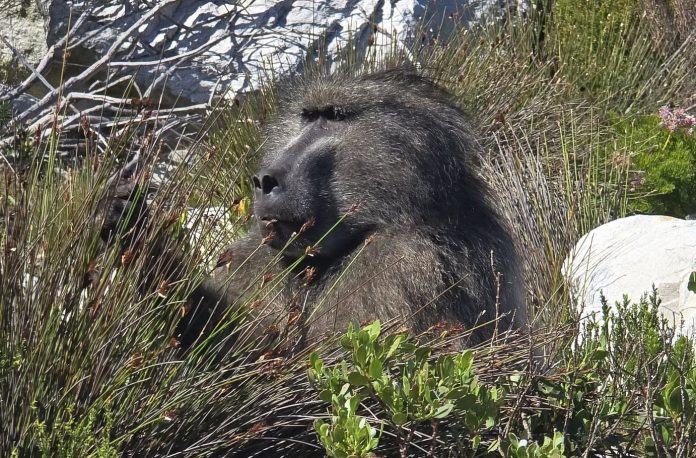 800130168_10168252088655884_7685161617179056168_n kleinmond - betty's bay baboon killed
