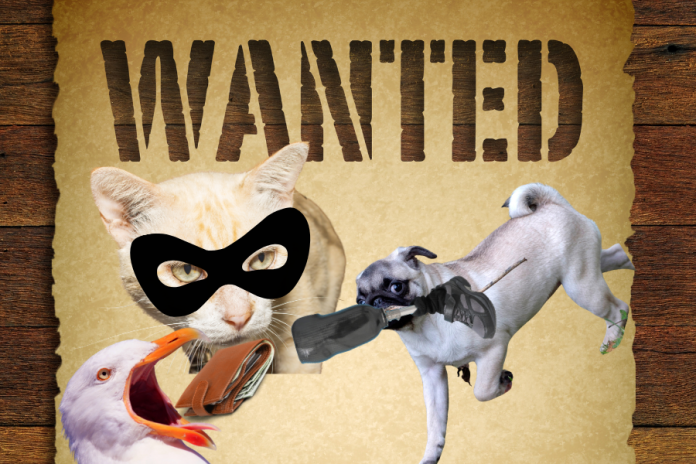 cover2