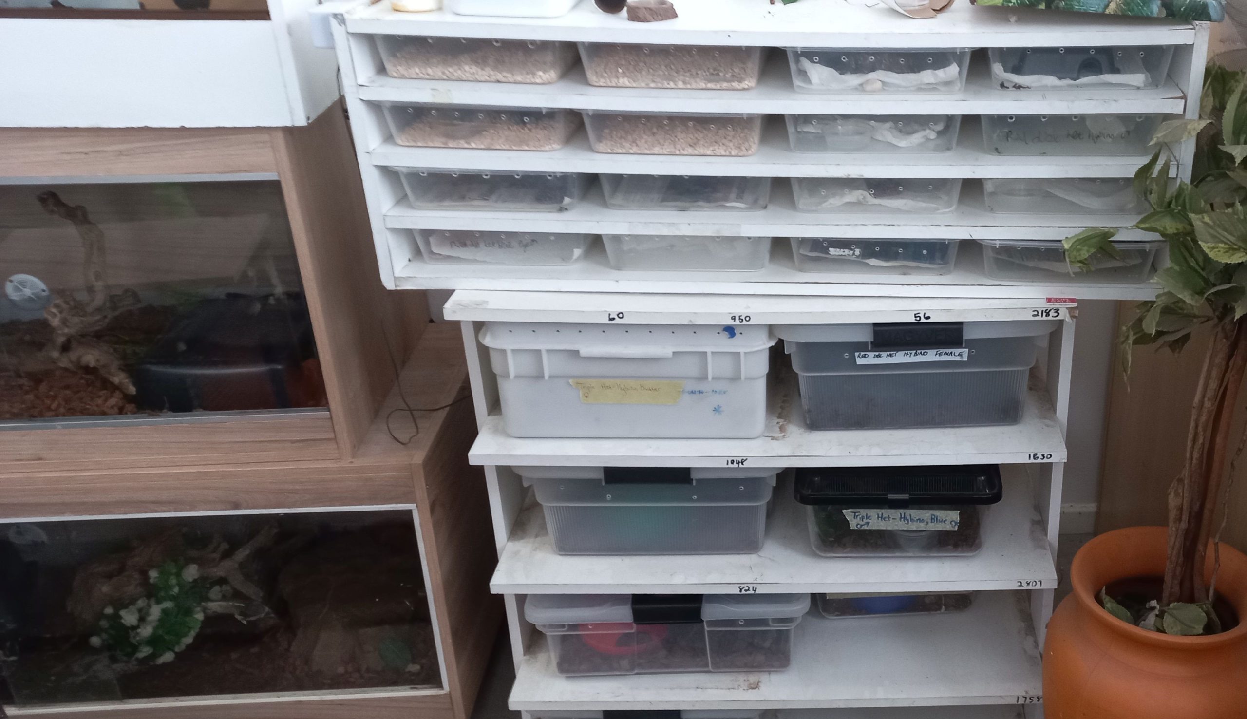 Woman sentenced for keeping reptiles in Woodstock