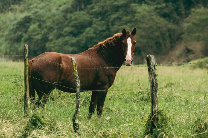 pexels-monstro-17755906 horse